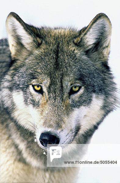 A front facial portrait of a wild adult wolf making eye contact.