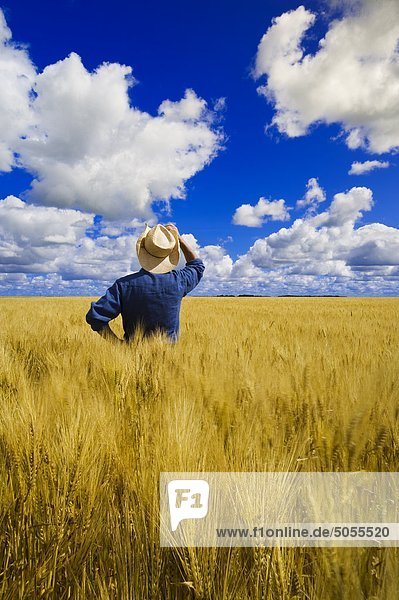 a man looks out over a field of maturing wheat with cumulus clouds in the background  near Dugald  Manitoba  Canada