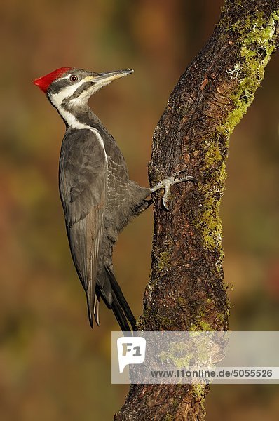 Weibliche Helmspecht (Dryocopus Pileatus) auf Zweig
