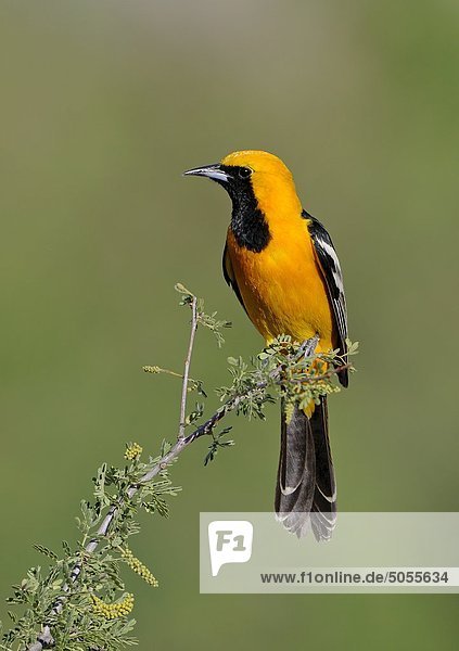 Männlich Hooded Oriole (Icterus Cucullatus) liegt bei Elephant Head Teich  Arizona  USA