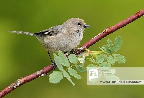 Bushtit (Psaltriparus Minimus) auf Wild stieg Branch - Victoria BC  Kanada