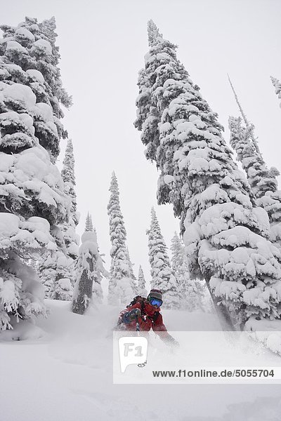 Eine weibliche Skifahrer genießt frischen Schnee und große Bäume im Hinterland von Fernie B.C