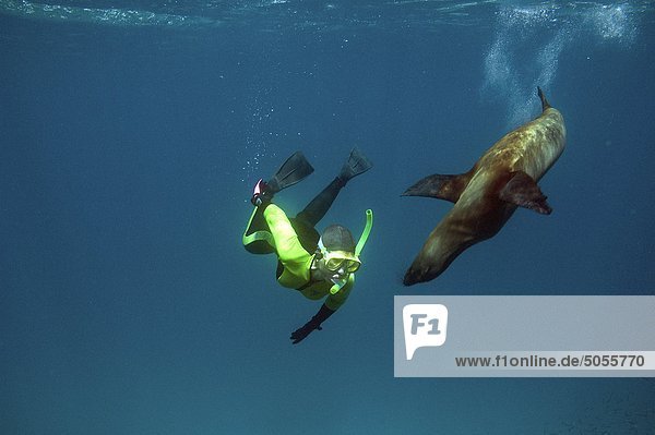 Skindiver swimming with juvenile California sea lion (Zalophus californianus)  Galapagos Islands  Ecuador