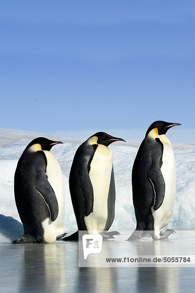 Erwachsenen Kaiser Pinguine (Aptenodytes Fosteri)  Snow Hill Island  Weddell-Meer  Antarktis