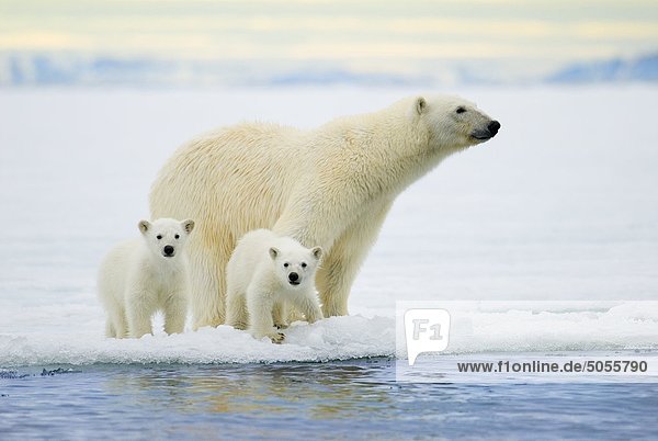 Eisbär Mutter (Ursus Maritimus) und Twin jungen der Jahr-Jagd auf dem Packeis  Spitzbergen  arktische Norwegen