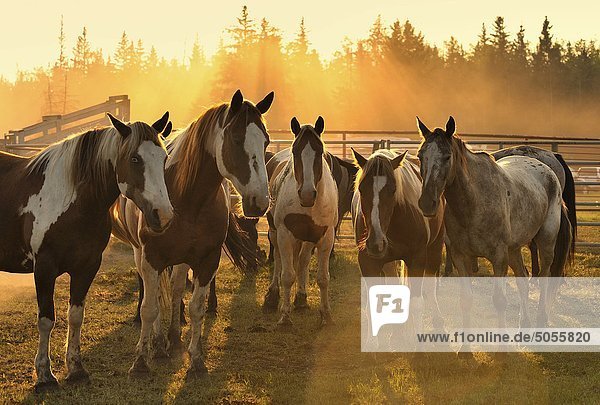 Eine Herde von inländischen Pferde ständigen Hintergrundbeleuchtung durch die untergehende Sonne in ländlichen Alberta-Kanada