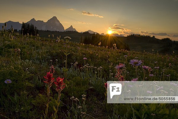 nahe Gebirge Berg Blume Sonnenuntergang über ungestüm Wiese Geographie Selkirk Mountains britisch Kanada
