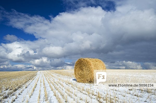 Weizenstroh roll  Stoppeln und Himmel mit Wolken  in der Nähe von Hazenmore  Saskatchewan  Kanada