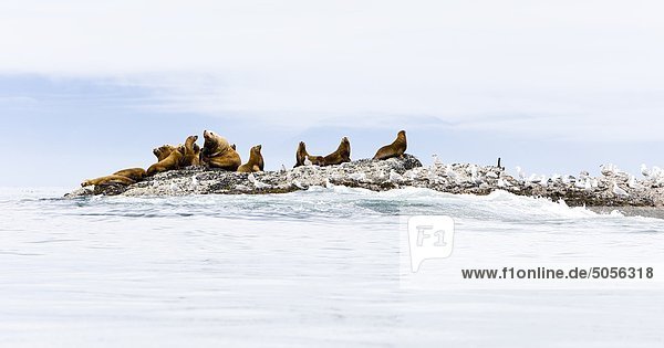 Entspannung groß großes großer große großen Geräusch Seelöwe heben Stellersche Seelöwe Eumetopias jubatus Kyuquot Sound British Columbia Kanada Vancouver Island