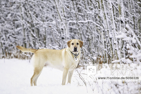 Gelber Labrador-Apportierhund an einem frostigen Wintertag im Wald. Assiniboine Wald  Winnipeg  Manitoba  Kanada.