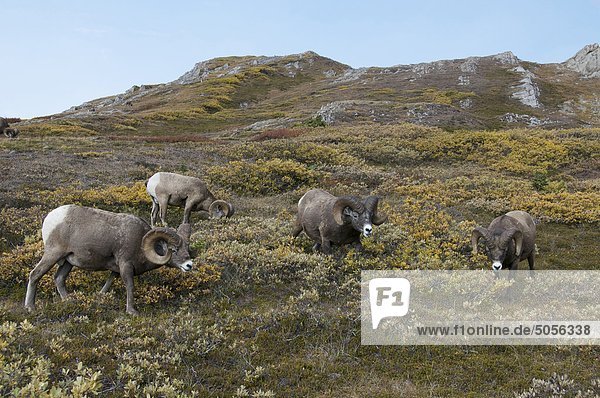 Bighorn Sheep Rams (Ovis canadensis) feeding on alpine mountaintop. Jasper National Park  Alberta  Canada.