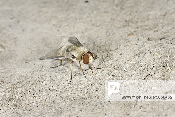 Bee Fly (Paravilla SP.)  erwachsen  Pawnee National Grassland  Colorado. Die Larven der diese fliegen sind gemeinsame Parasiten auf die Larven der Digger Bienen (Diadasia spp.).