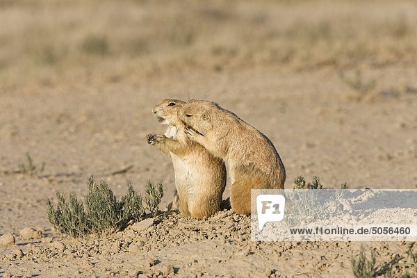 Schwarz-tailed Präriehund (Cynomys Ludovicianus)  Allogrooming an Burrow  West Pueblo  Colorado.