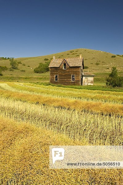 'abandoned farm house and swathed canola field  Qu'Appelle