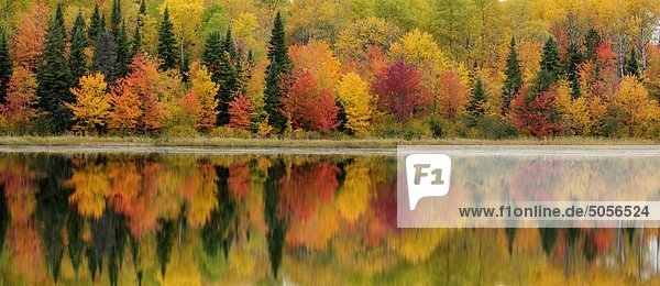 Autumn reflections in Gryphon Lake. Espanola  Ontario  Canada.