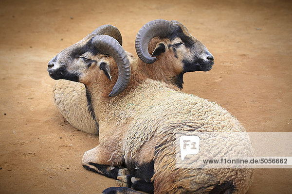 Zwei Barbados Nordischer Schaf-Rams im Ruhezustand.