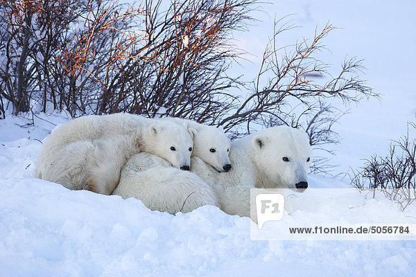 Eisbär Mutter und jungen schlafen im schneewaende  Churchill  Manitoba  Kanada