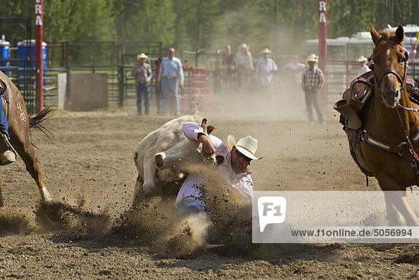 A steer wrestler catches the steer by the horns at a rodeo competition in western Alberta  Canada