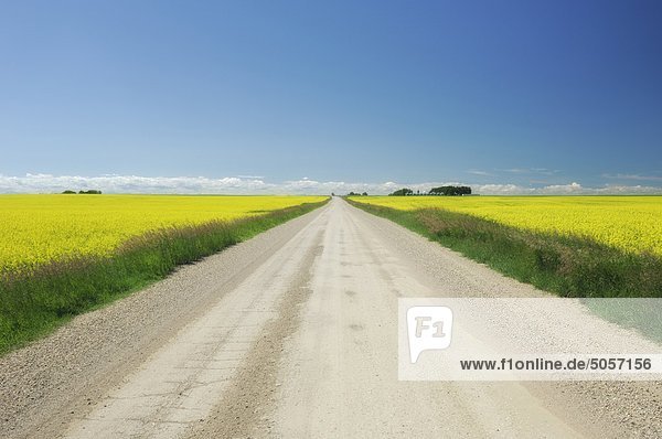 Alberta country road with Rapeseed (Brassica napus) fields either side - Alberta  Canada