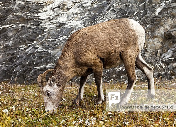 Bighorn Sheep (Ovis Canadensis)  Banff-Nationalpark  Alberta  Kanada