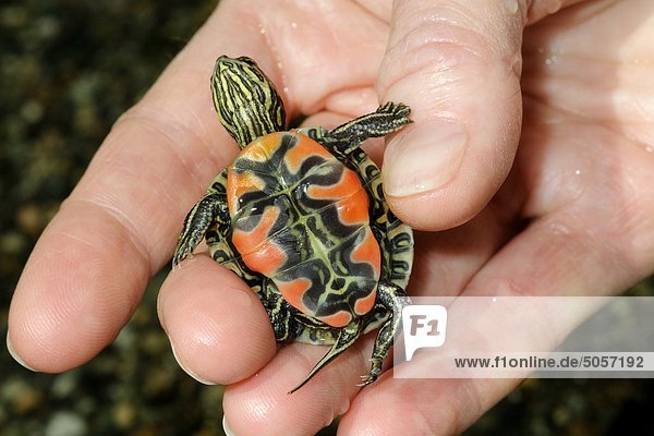 Painted turtle hatchling (Chrysemys picta)  southern Okanagan Valley  British Columbia