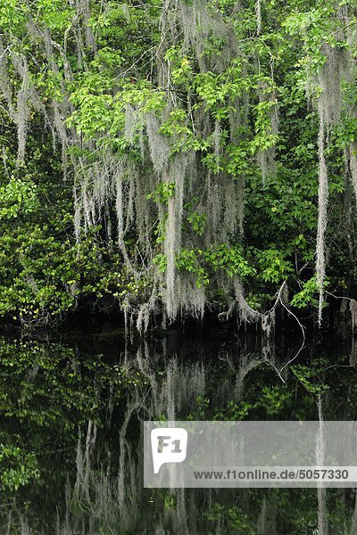Spanisch Moos und Bäumen reflektiert in der Turner River  Florida  Vereinigte Staaten