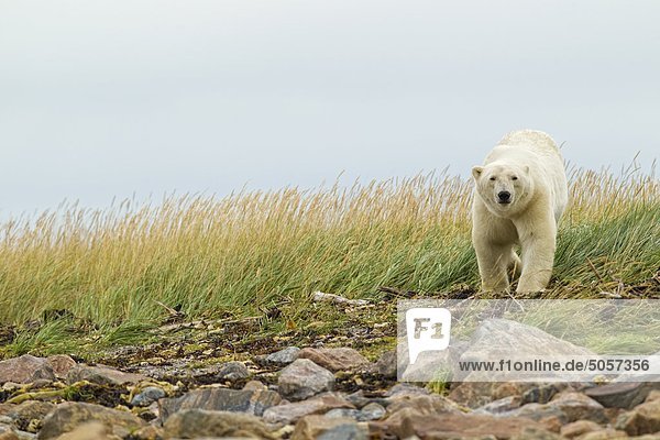 Eisbär im Nebel  Churchill  Manitoba