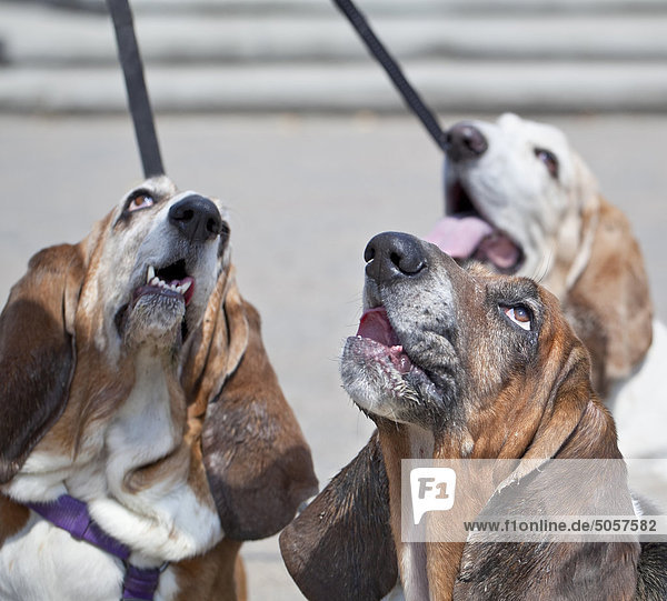 Basset Hound dogs looking up and begging. Winnipeg  Manitoba  Canada.