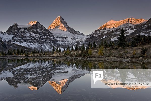 Mount Assiniboine with Alpenglow reflected in a tarn  Mount Assiniboine Provincial Park  British Columbia  Canada