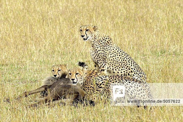 Mutter Cheetah (Acinonyx Jubatus) & zwei ausgewachsene Young mit Gnus (Connochaetes Taurinus) töten  Masai Mara-Reservat  Kenia  Ostafrika