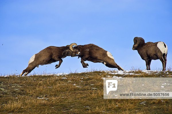 Two adult male Bighorn Sheep (Ovis canadensis) butting horns