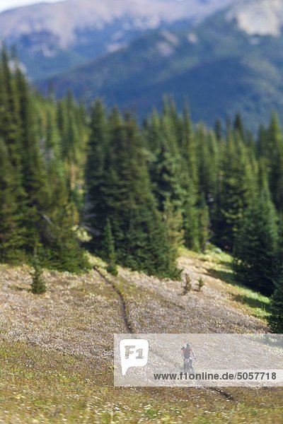 A middle aged male mountain biker rides the perfect singletrack trails of Spruce Lake Protected Area  Southern Chilcotins  British Columbia  Canada