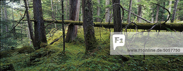 Natural  original  old-growth forests of hemlock (Tsuga heterophylla) and western cedar (Thuja plicata) near Nakusp  British Columbia  Canada