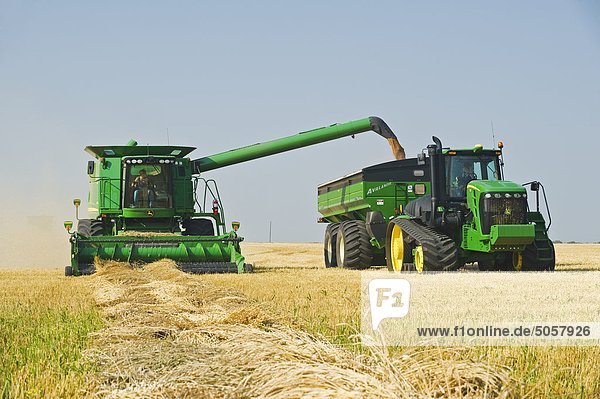 A female combine operator harvests swathed spring wheat while unloading into a grain wagon on the go  near Somerset  Manitoba  Canada