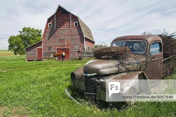 Old truck filled with rusted barbed wire and barn in the background near Bruxelles  Manitoba  Canada