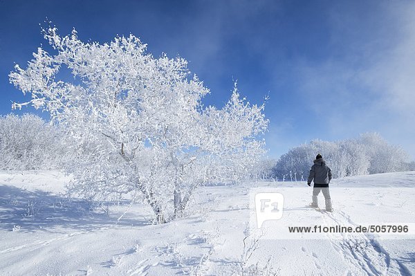 Mann Schneeschuhwandern über ein Feld mit Bäumen bedeckt Frost  in der Nähe von Estevan  Saskatchewan  Kanada