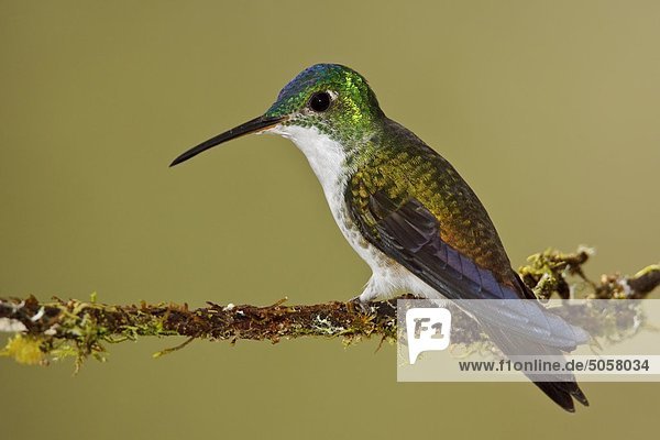 Tal Ast hocken - Tier Anden Ecuador Smaragd Kolibri
