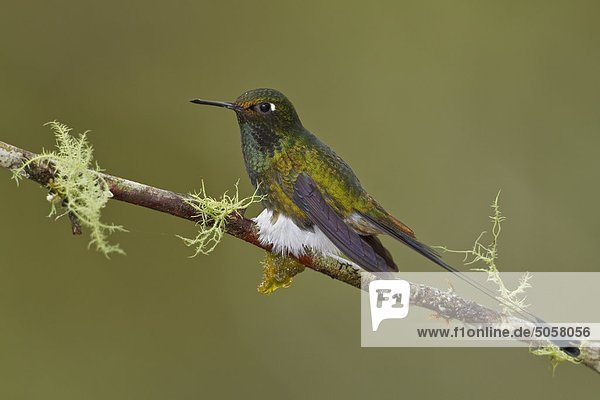 Tal Stiefel Ast hocken - Tier Ecuador Kolibri