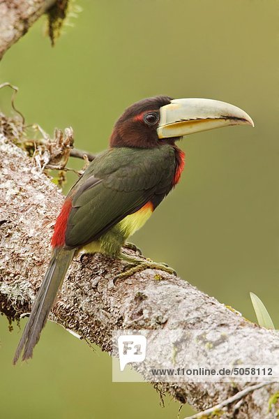 Elfenbein-billed Aracari (Pteroglossus Azara) thront auf einem Zweig in der Nähe der Fluss Napo im Amazonas Ecuadors.