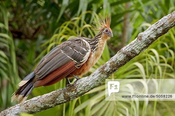 Hoatzin (Opisthocomus Hoazin) liegt auf einem Zweig in der Nähe der Fluss Napo im Amazonas Ecuadors.