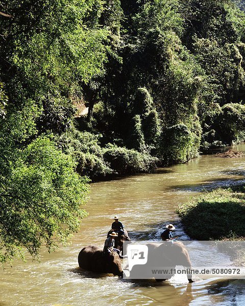Elephants walking in a river.Chiang Mai  Thailand.