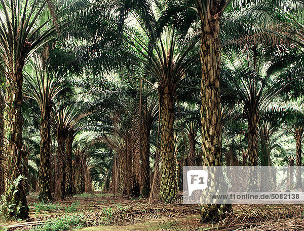 Ölpalmen-Plantagen  Malaysia