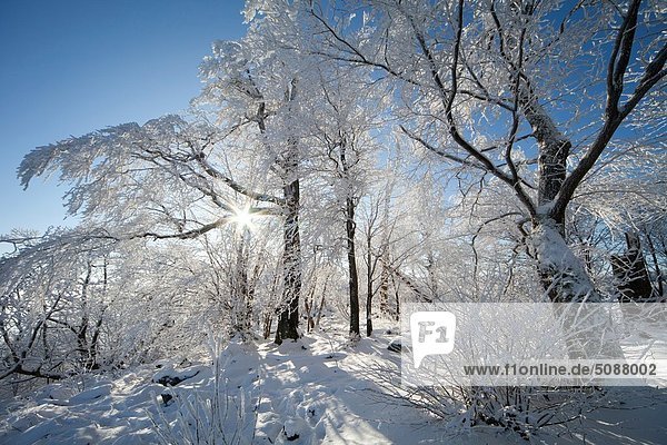 Winter  Baum  Frost  Deutschland  Schnee