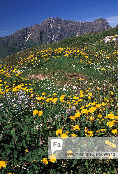 Italien  Lombardei  Vall'Acqua und Monte Alben  Löwenzahn Wiese