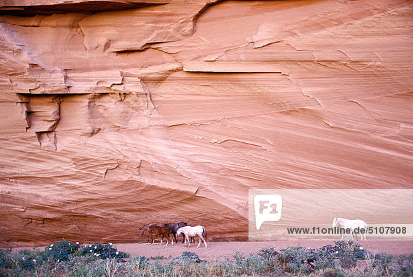 USA  Arizona  Pferde in Canyon de Chelly