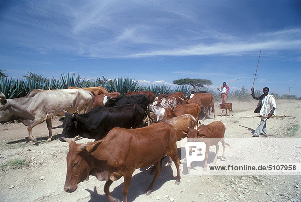Ethiopia  Rift Valley  cattle