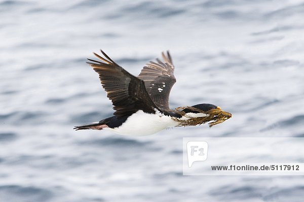 Falkland-Inseln. König Cormorant Suche Material sein Nest baut