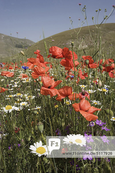Italy  Umbria  Castelluccio di Norcia  Monti Sibillini National Park: flowers field
