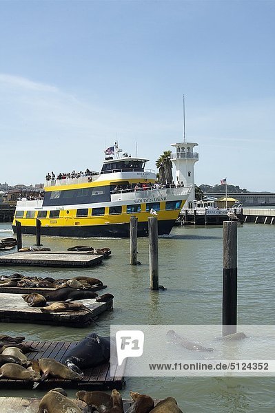 USA  North America  California  San Francisco  Fisherman's wharf  sea lions in the harbour