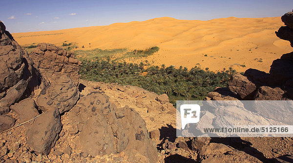 Afrika  Algerien  Sahara  eine Fläche  Bakthi Palm grove